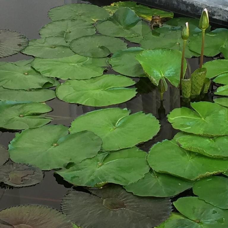The Home Chiangmai Luxury Guesthouse Chiang Mai Bagian luar foto